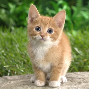 Cute kitten, or international spy?