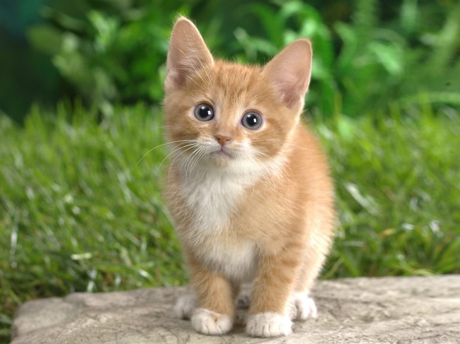 Cute kitten, or international spy?