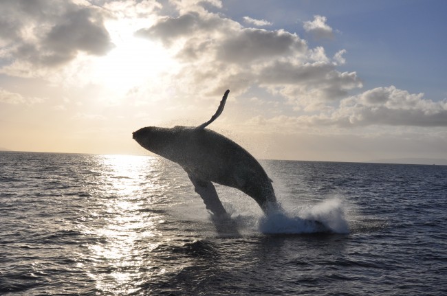 Photo by fellow whale watcher Tim Kohsman.
